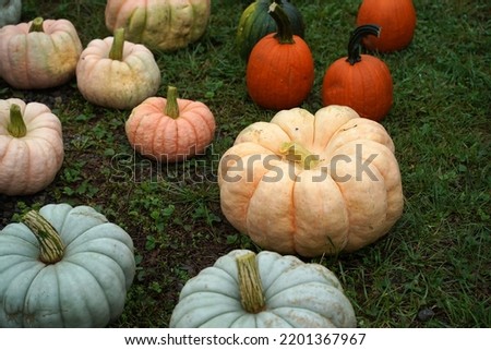 many halloween pumpkins on green 