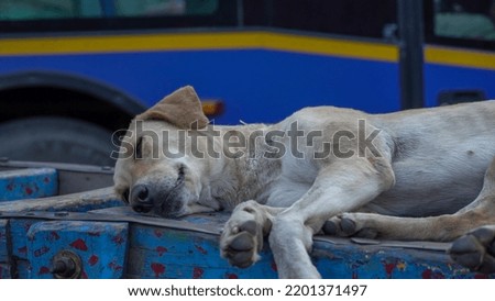 Street dog sleeping closeup photo