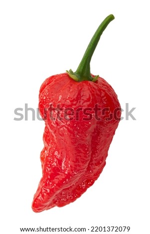 Naga Viper pepper isolated. Extremely hot capsicum chinense x c. frutescens hybrid fruit Royalty-Free Stock Photo #2201372079