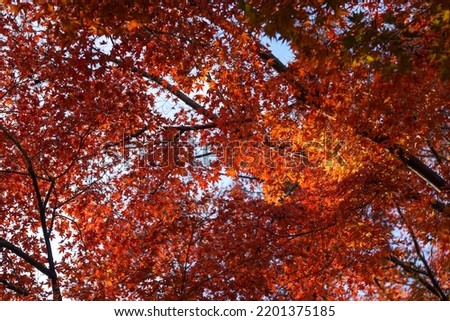 Autumn colorful leaves in fall season