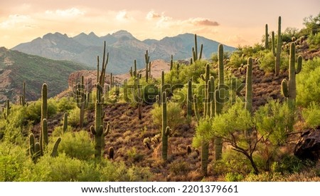 Sunset at Bulldog Canyon in the Sonoran Desert in Apache Junction, AZ in Tonto National Forest Royalty-Free Stock Photo #2201379661
