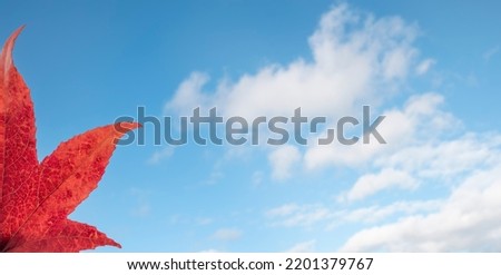 autumn red maple leaf on a blue sky background