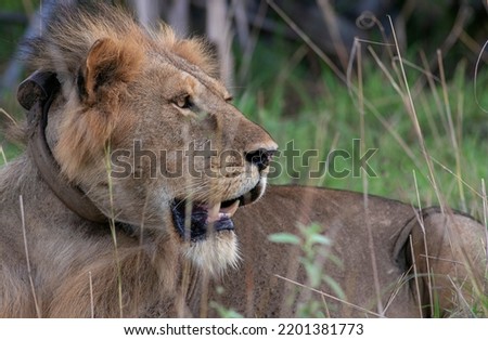 Picture of a big male lion in the wild side view; male lion staring; maneless cat; Large Panthera leop from the open savannah plains; lion with mane; Male lion from Murchison NP, Uganda