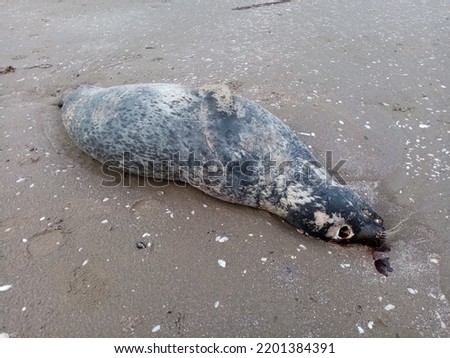 Dead seal washed up on Termonfeckin Seapoint beach, County Louth, Ireland. The birds had eaten away its eyes. Royalty-Free Stock Photo #2201384391
