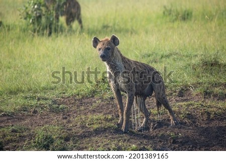 Soaking wet Spotted hyena dripping water on the African grass plains of Masai Mara game reserve, Kenya. Wildlife on safari