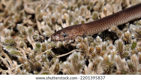 Cape wolf snake (Lycophidion capense capense) KwaZulu-Natal South Africa 