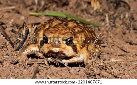 Bushveld rain frog (Breviceps adspersus) KwaZulu-Natal South Africa  Royalty-Free Stock Photo #2201407671
