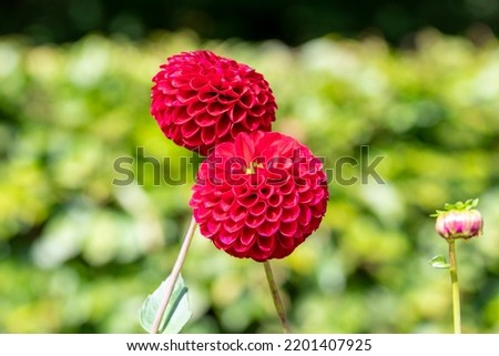 Dahlia Flower for a perfect garden
