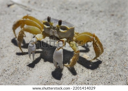 A Ghost crab looks at me curiously on a Florida beach in the midday sun.