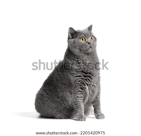 A fat shorthair cat with big red eyes sits on a white background. Animal obesity. British cat on a white background. A large cat of the British breed sits and looks in surprise Royalty-Free Stock Photo #2201420975