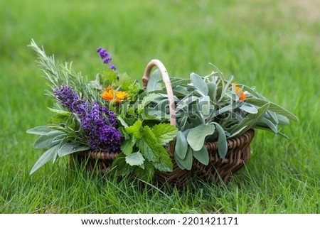 Freshly harvested herbs in a basket in the garden
