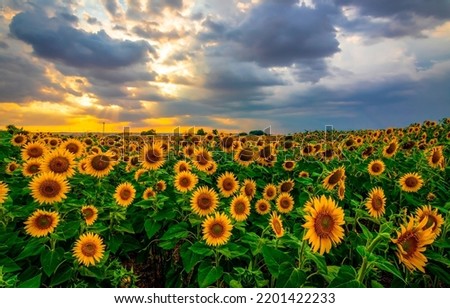 A field of sunflowers at sunset. Sunflower field at sunset. Sunset sunflower field. Sunflower field landscape at dusk Royalty-Free Stock Photo #2201422233