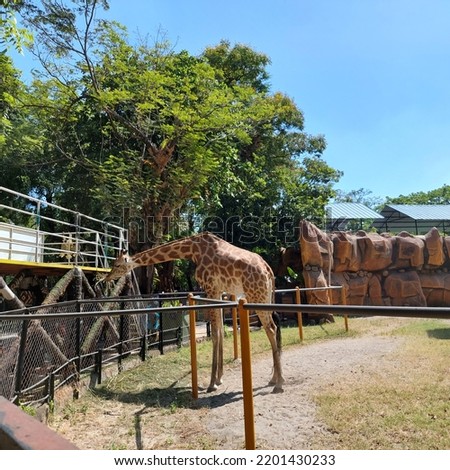 giraffe having lunch at the zoo