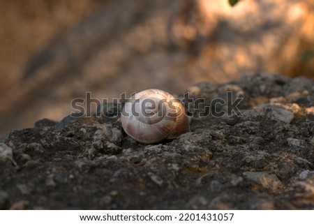 Snails on the slope, big snail on a large black stone, selective focus, bokeh