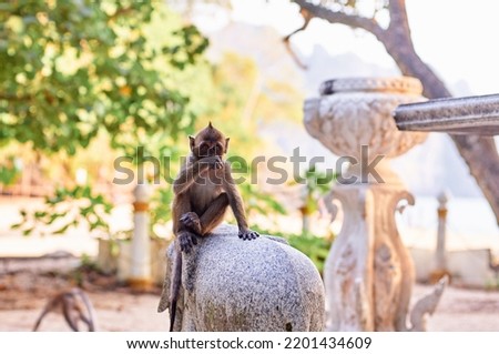 Wild macaque monkey in Thailand temple outdoors.