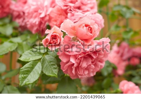 Close-up of climbing pink roses with green leaves on a blurry background. Bunches on the arch