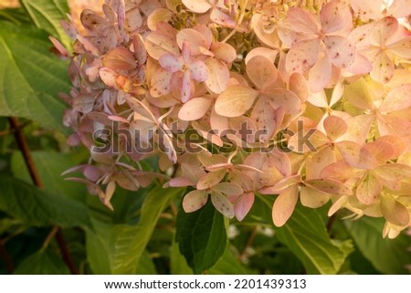 Blooming hydrangea paniculata, close-up. Pink and white flowers of panicled hydrangea in the garden for publication, poster, screensaver, wallpaper, postcard, banner, cover, post. High quality photo
