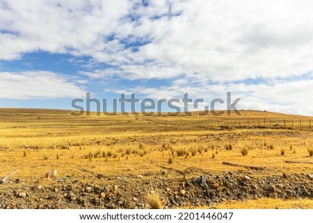 Yellow meadow background of barron plant and blue sky with lots of clouds in the Peruvian highlands in the morning  Royalty-Free Stock Photo #2201446047