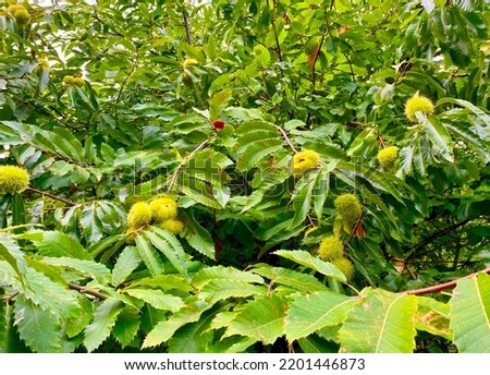 Green branches with ripe chestnuts 