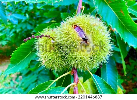 Green branches with ripe chestnuts 