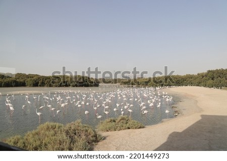Flamingo Hide Viewing Area in Dubai
