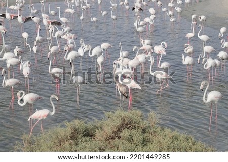 Flamingo Hide Viewing Area in Dubai