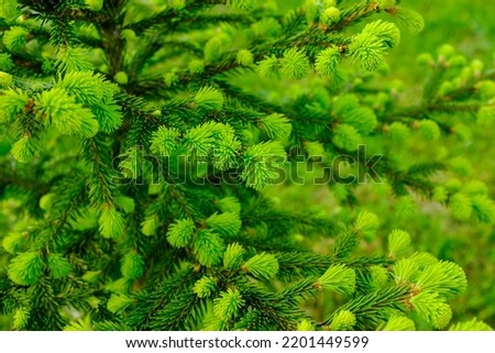 Background of young green fir-tree branches with small needles. Growing new evergreen fir tree. Pine branches with needles for publication, poster, screensaver, wallpaper, postcard, banner, cover