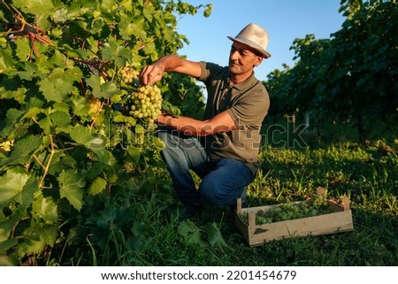 Front view vineyard male farm worker picks bunches grape from vine carefully attentively stack in a box. Winemaker smiles contentedly, the harvest has grown well. Background rows of vineyard. Royalty-Free Stock Photo #2201454679