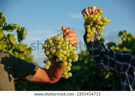 Front view unrecognizable two large ripe bunch grape hang in winemaker men hands backdrop of vineyards sky blurred background. Each juicy berry green stem of the bunch are clearly visible. Copy space. Royalty-Free Stock Photo #2201454715