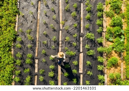 A young man in a straw hat is standing in the middle of his beautiful green garden, covered in black garden membrane, view from above. A male gardener is watering the plants with watering can Royalty-Free Stock Photo #2201463101