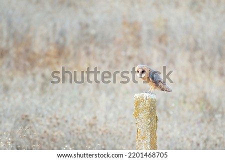 Barn owl Tyto alba. A bird is sitting on a pole on a beautiful beige background.