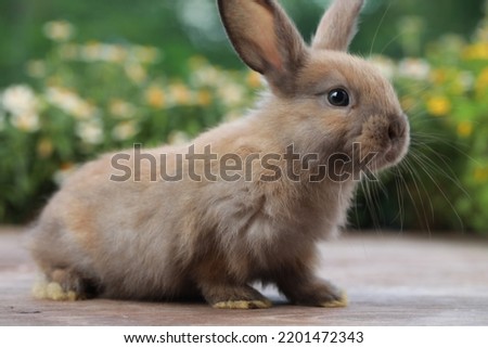 Lovely new born bunny easter rabbit eating baby corn in garden with flowers background. Cute fluffy rabbit on white background. Lovely mammal with beautiful bright eyes in nature life. Animal concept.