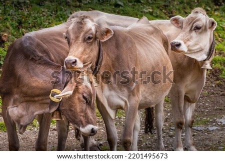 Swiss cows in the alpine landscape, Gran Paradiso, Northern Italy