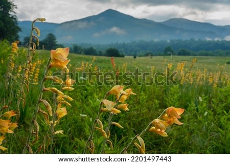 Peach gladiolus in a meadow in Cades Cove, Great Smoky Mountains national Park on a foggy day with wonderful clouds playing off the mountains in the distance Royalty-Free Stock Photo #2201497443