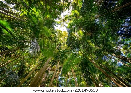 Palm grove section of the Tamborine National park, Queensland, Australia