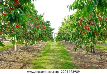 An orchard of cherry trees in Westfield, New York  Royalty-Free Stock Photo #2201498989