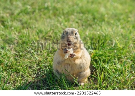 fat wild gopher eating in a clearing, close-up, selective focus