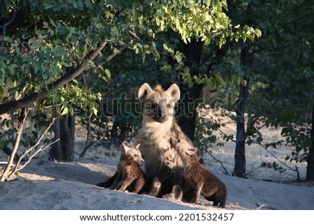 Hyena mother and her cubs at their den.