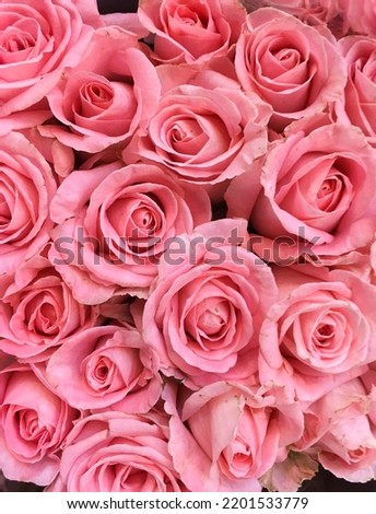 Closeup view of heap of many rose flowers