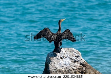 A double-crested cormorant sits on a rock with it wings spread to dry, by the St. Clair River in Port Huron, Michigan. Royalty-Free Stock Photo #2201534885