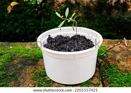 Young pomegranate plant in recycle container, stock phot