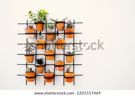 Indoors garden plant pot decoration, stock photo
