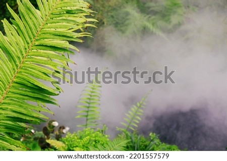 Tropical green surroundings in outdoor garden, stock photo