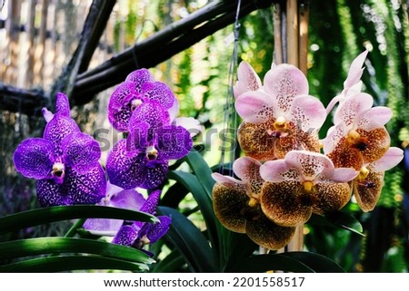 Colorful orchid farm cafe and agricultural industry, stock photo