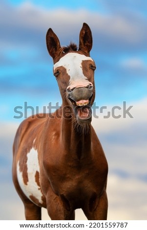 Little funny pinto foal yawning Royalty-Free Stock Photo #2201559787