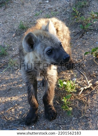 spotted hyena baby in the wild