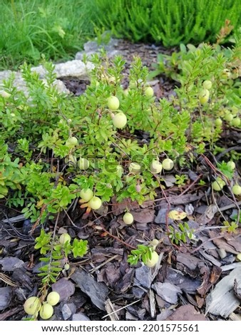 unripe cranberry bushes with green and white berries in the garden on a mulched bed. Floral Wallpaper