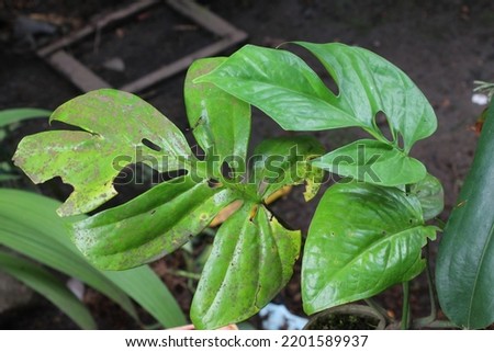 Monstera Spiderman aka Amydrium leaf condition is not good because it is not fertile
