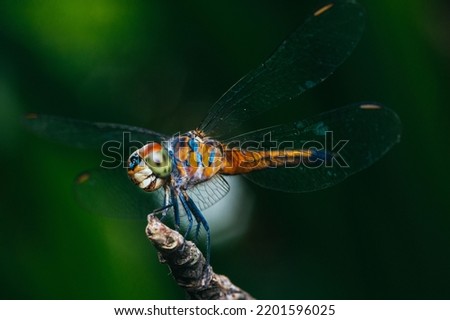A dragonfly perched on a tree branch, dry wood and nature background, Selective focus, insect macro, Colorful insect in Thailand.