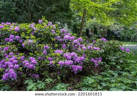 Rhododendron plant at Vondel Park, Amsterdam Netherlands. Ornamental blooming flowering woody plant with purple flowers. Trees, nature background. Royalty-Free Stock Photo #2201601815